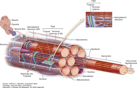 This quiz requires labeling, so it will test your knowledge on how to identify these muscles (latissimus dorsi, trapezius. Exercise 12 Microscopic Anatomy And Organization Of ...