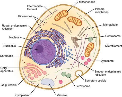 Animal cell membranes are composed mainly of. The Cytoplasm and Cellular Organelles · Anatomy and Physiology