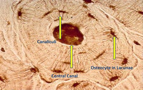 This simply involves placing a section of the bone on the microscope stage and viewing the. Histology at Salt Lake Community College - StudyBlue