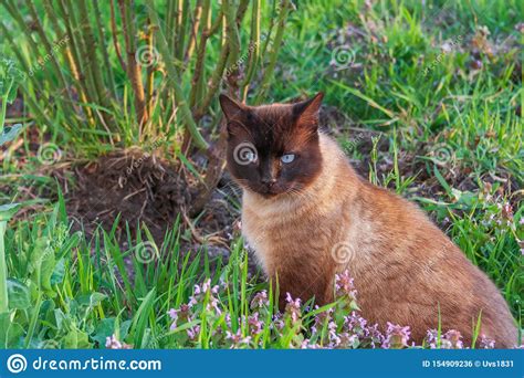 Siamese cats are among the most popular feline breeds. Pet Cat Adult Siamese Coloring Stock Photo - Image of eyes ...