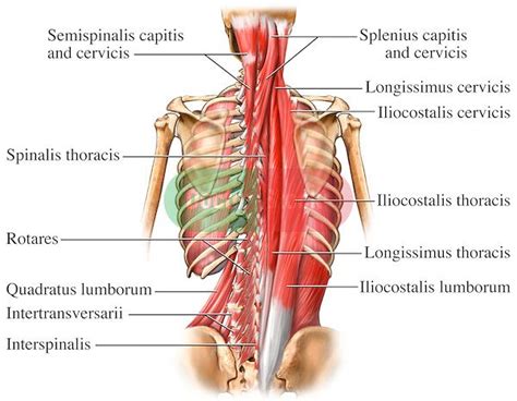 Familiarize yourself with the parts of the back and why they this generally occurs in the neck (with pain sometimes felt in the shoulder area) or lower back (pain may be in the buttocks or leg). Pin on Muscular / Bone