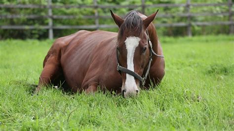 Mar 25, 1996 · 競走馬メイショウドトウの名鑑ページです。馬主や調教師、血統情報などの基本データから、条件別・競馬場別・距離別のレース戦績や次走情報など、スポーツナビ競馬では中央競馬の情報が満載！ メイショウドトウ Part Ⅱ - YouTube