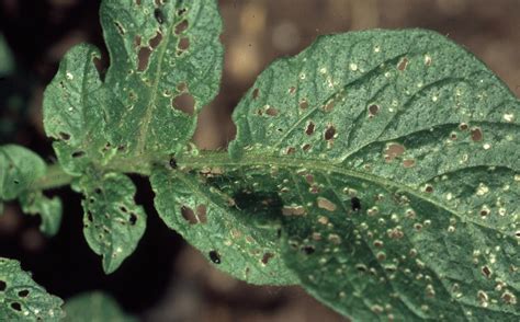 We did not find results for: Potato | Diseases and Pests, Description, Uses, Propagation