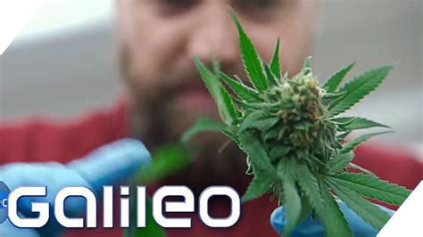 Wann cannabis am besten ernten? Ist Cannabis ernten legal? | Galileo | ProSieben ...