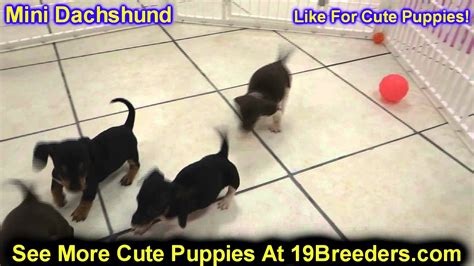 At times we may only have a few dachshund available so we do hope you check back soon to find and locate your new furry best friend! Miniature Dachshund, Puppies, Dogs, For Sale, In New York ...