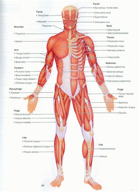 The body has 3 main types of muscle tissue. superficial muscle diagram - Google Search | Human muscle ...