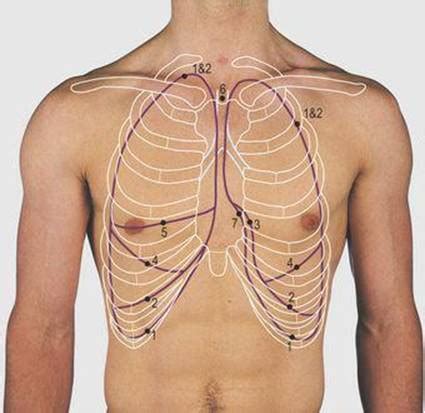 Neurons in this brain region send signals to the diaphragm and the muscles between the ribs to regulate the contractions which initiate the breathing. Thorax - Surface Anatomy, 4 Edition