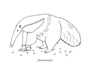 Click the anteater 14 coloring. Pin on Coloring pages