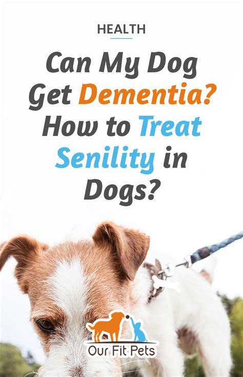 This doesn't mean, however, that they can't share the same space—they're just going to need your help. Can My Dog Get Dementia? How to Treat Senility in Dogs ...