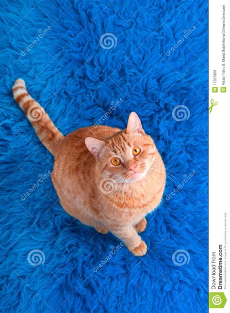 Entwickelt die katze besondere vorlieben für eine bestimmte stelle, machen sie diese unzugänglich. Katze auf einem Teppich stockbild. Bild von katzenartig ...