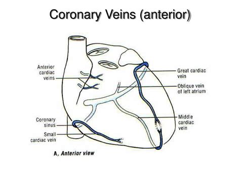 At its origin, the coronary sinus drains into the right atrium. PPT - Heart Embryology and Anatomy Review PowerPoint ...