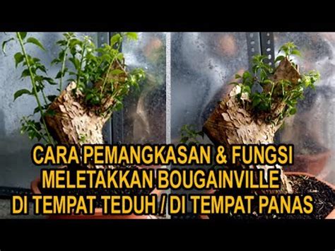 Hal tersebut karena bunga matahari memiliki bentuk dan warna bunga yang indah dan juga memiliki manfaat yang banyak. Pemangkasan & Fungsi Meletakan Bougainville Di Tempat ...