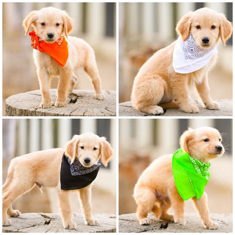 The initial training is to respond to a whistle, a hand clap or a snap. Golden Retriever Puppies For Sale | Jurupa Valley, CA #296163