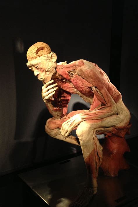 While his work has been copied countless times, his the amsterdam location of body worlds is a permanent exhibition. Week 46 - The Human Bodies Exhibition | Human body, Real ...