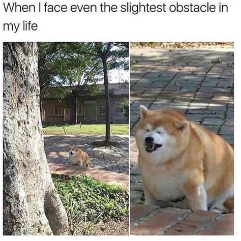 Save and share your meme collection! Meme shibe has really let himself go : AbsoluteUnits