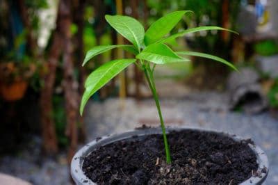 All information these cookies collect is aggregated and therefore anonymous. Mango Seedlings and Their Proper Care - Garden.eco