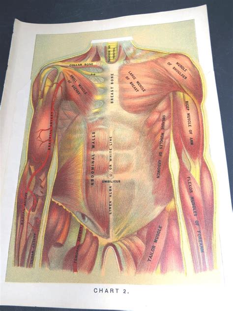 Thin man sequential human anatomy program medical. Pin on EPSteam Vintage from Etsy