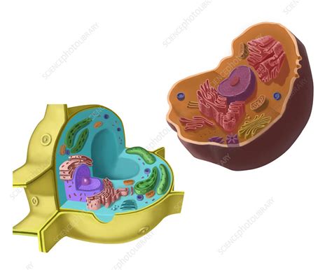 We did not find results for: Animal and Plant Cells, illustration - Stock Image - C027 ...