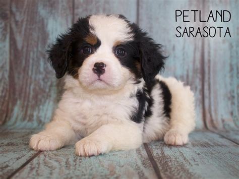 A few bernese mountain dog facts: Miniature Bernese Mountain Dog-DOG-Male-blk. white-2408578 ...