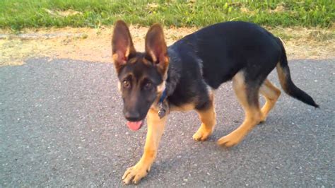 08:38shy 18 year old molly. Indy 18 weeks old - German Shepherd - YouTube