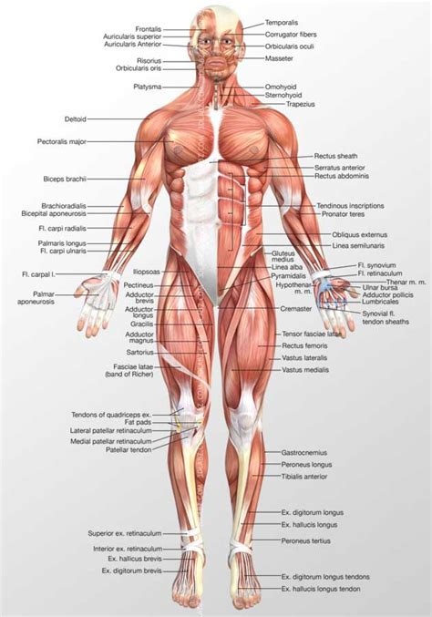 Human muscular system anterior view. Anterior Muscles 3D Illustration samples and Price