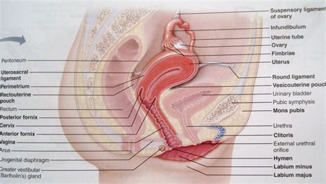 Female reproductive organs external diagram. Anatomy and Physiology 2 Eportfolio: Objective 79: Mommy ...