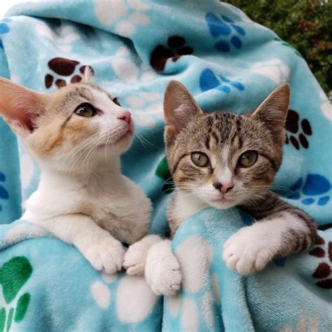 Often, their tragic beginnings bond them emotionally. Adopt Eli & Lonnie (Bonded Pair) on | Pet adoption ...