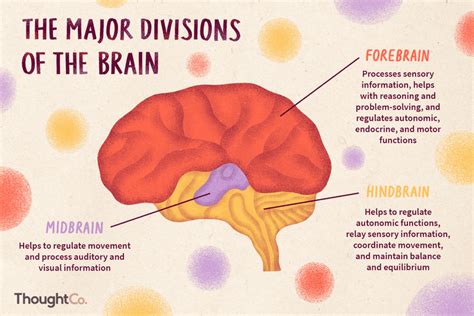 A typical neuron has a soma in its centre, which contains the nucleus of the cell. Pin on Neuroscience brain spine