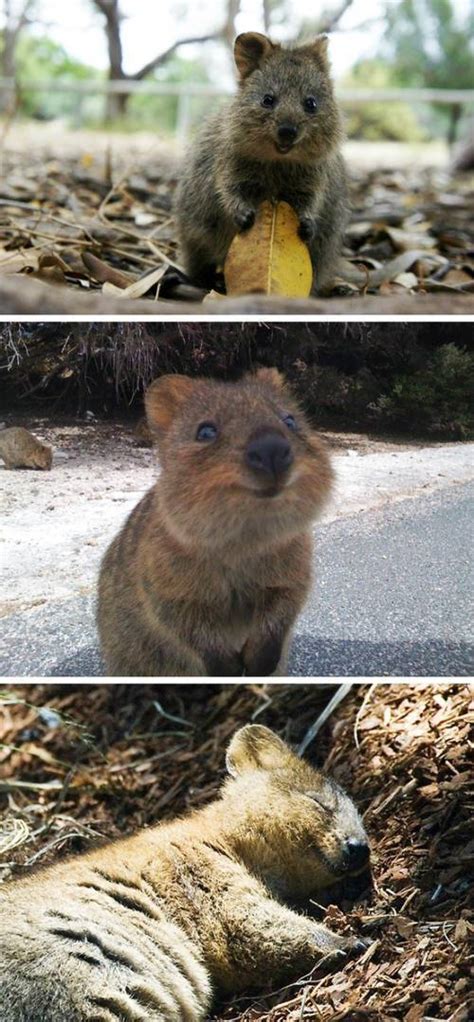 Follow ▻ quokkahub how to take quokka selfies. 26 Adorable Pictures Of The Quokka, The Happiest Animal On ...