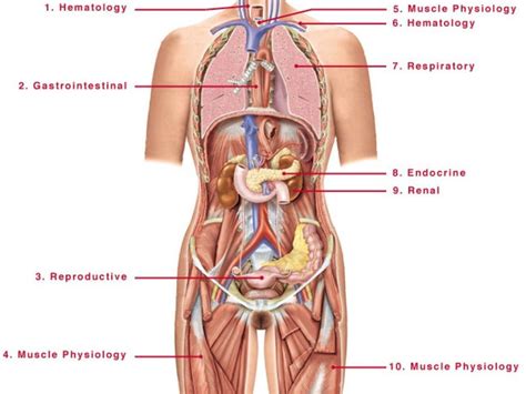 26.11.2019 · related posts of diagram of female back muscles muscle names of lower back. Pictures Of Human Anatomy Female . Pictures Of Human Anatomy Female Human Anatomy Female Anatomy ...