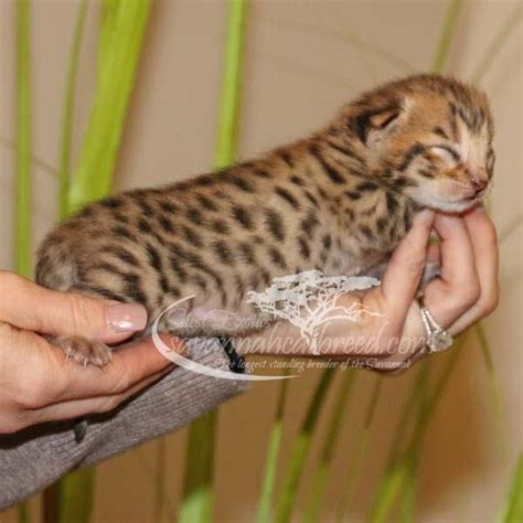 We breed our f4 and f5 queens to our f4 tom to create f5 savannah kittens that are a higher percentage serval than normal f5s. F2 Savannah Cat for Sale and F2 Savannah Kittens ...