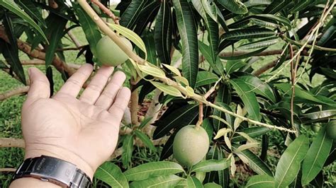 Berat setiap biji buah sekitar 250 gram sehingga maksima seberat 500 gram sebiji. Teknik dan cara tanam pokok pelam berbuah lebat Part 6 # ...