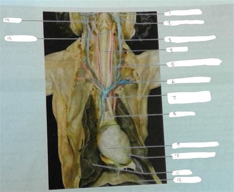 Learn vocabulary, terms and more with flashcards, games and other study tools. Respiratory System Cat Dissection Labeled - toxoplasmosis