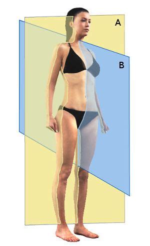 Blank anatomy female figure front view stock illustration. The anatomical planes of the human body, pic 1 ...