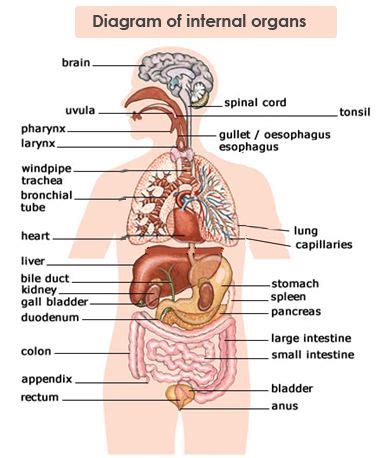 Jump to navigation jump to search. Diagram Body Organs | Body organs diagram, Human body organs, Digestive system worksheet