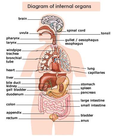 The human body is like a machine, uniquely designed and consisting of various biological systems, these systems are run by the internal organs of the body. Diagram Body Organs | Body organs diagram, Human body ...