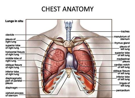 Anterior chest wall showing muscular attachments and neurovascular structures. CHEST X RAY (CHEST PA VIEW)-RADIOGRAPHY GEN-I ...