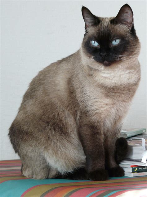 The cat breeds outlined below may make it easier for people sensitized to cat allergens to manage. Balinese Cat Hypoallergenic Cats Cost - Pets Ideas