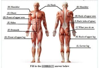 Anterior view of the human muscular system showing only some major muscles. 12 Major Muscle Group Quiz 3rd-12th Grade by FrisbiePE | TpT