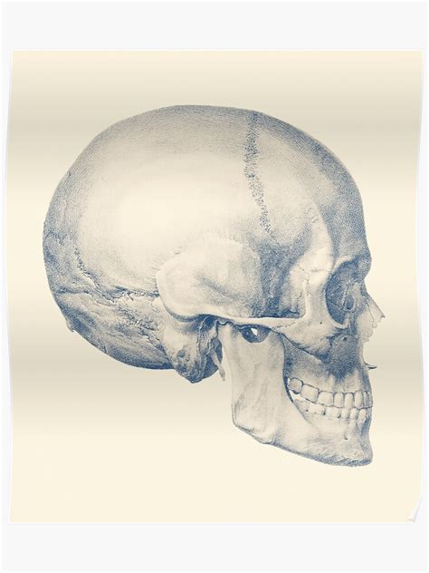 It supports the structures of the face and provides a protective cavity for the brain. Human Skull Side View