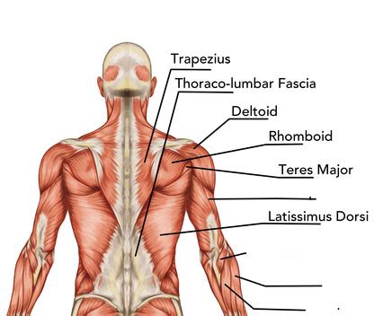 The sternocleidomastoid names the sternum (sterno) and clavicle (cleido) as its origins and the mastoid process of the temporal bone as its insertion. Back Muscles Torso - Leyton Sports Massage