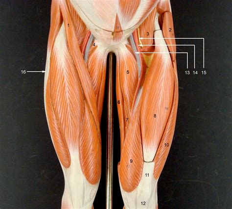 Anatomy of the groin area superficial muscles deep muscles rectus abdominis external oblique inguinal ligament tensor. Thigh Muscles | Anatomy | Pinterest | Thigh muscles ...
