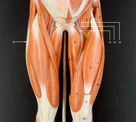 The media, a layer of muscle that lets arteries handle the high pressures from the heart; Thigh Muscles | Anatomy | Pinterest | Thigh muscles ...