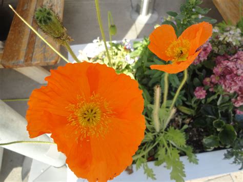 Maybe you would like to learn more about one of these? California Poppy. Long Beach, California | California ...