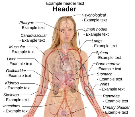 Controls all the other organs of the body and ensures they work together as a team. anatomy human body organs female | Tempat untuk Dikunjungi ...