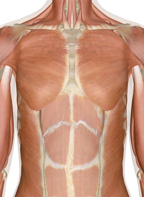 The thorax is located in the upper trunk, defined anteriorly by the sternum bone, laterally by the ribs, and later by the spine. Chest Muscle Anatomy Diagram - Human Anatomy Body - Page 2 of 160 - Human Anatomy for ...