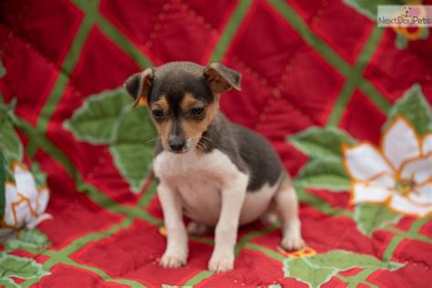 Rats love it, but warning it is expensive. Rat Terrier puppy for sale near Charlotte, North Carolina ...