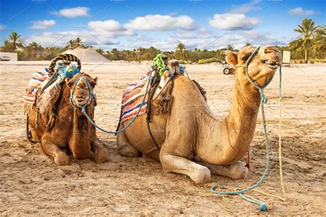 Record and instantly share video messages from your browser. Camel in the Sahara Desert, Douz ~ Animal Photos ...