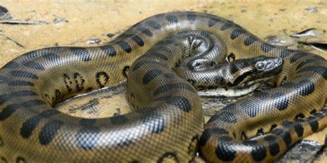 Melalui legenda yang dikisahkan, ular yang ular ini diperkirakan hidup di hutan amazon diwilayah peru, meski sebagian orang menganggap bahwa kehadiran ular tersebut masih bersifat misteri. 7 Ular Terbesar di Dunia, Terbanyak Tinggal di Indonesia ...