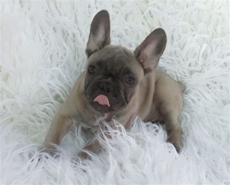 He is a beautiful english bulldog puppy. Blue French Bulldog Puppies for Sale - Breeding Blue ...